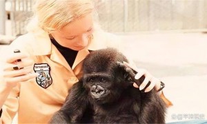 原创 
            人和黑猩猩后代实验：5名女性参与试验后，为何不敢再尝试了？